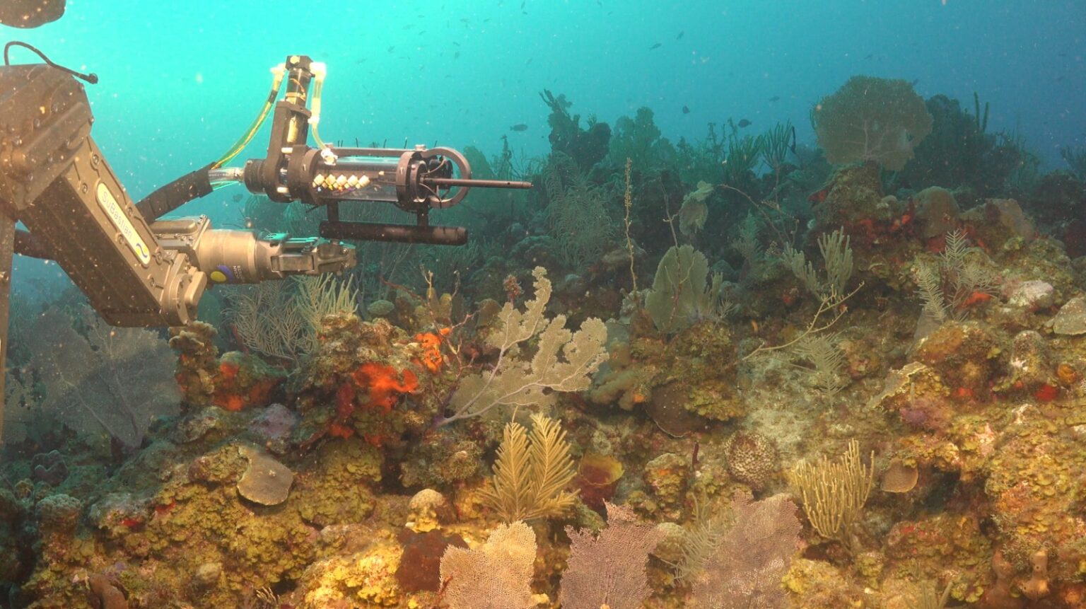 El brazo robótico del ROV SuBastian recolecta muestras en el cañón submarino de Mar del Plata, a más de mil metros de profundidad. (Foto: Schmidt Ocean Institute)