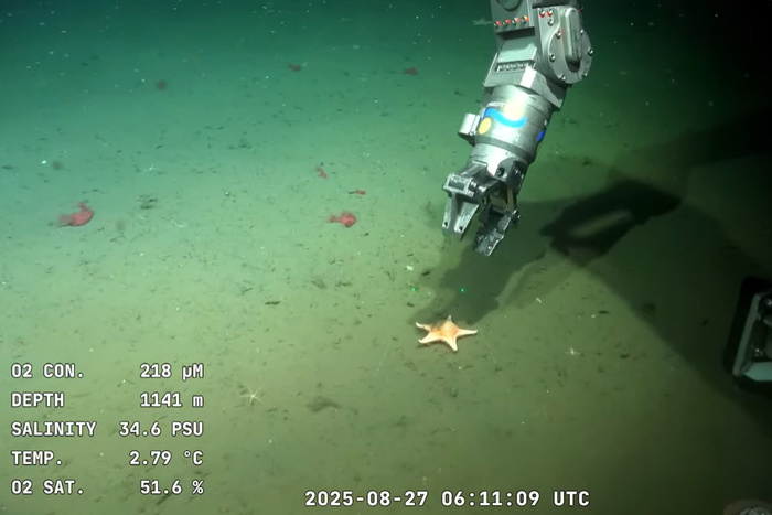 Brazo del ROV Subastian recolectando muestras en el cañon deL Río de la Plata